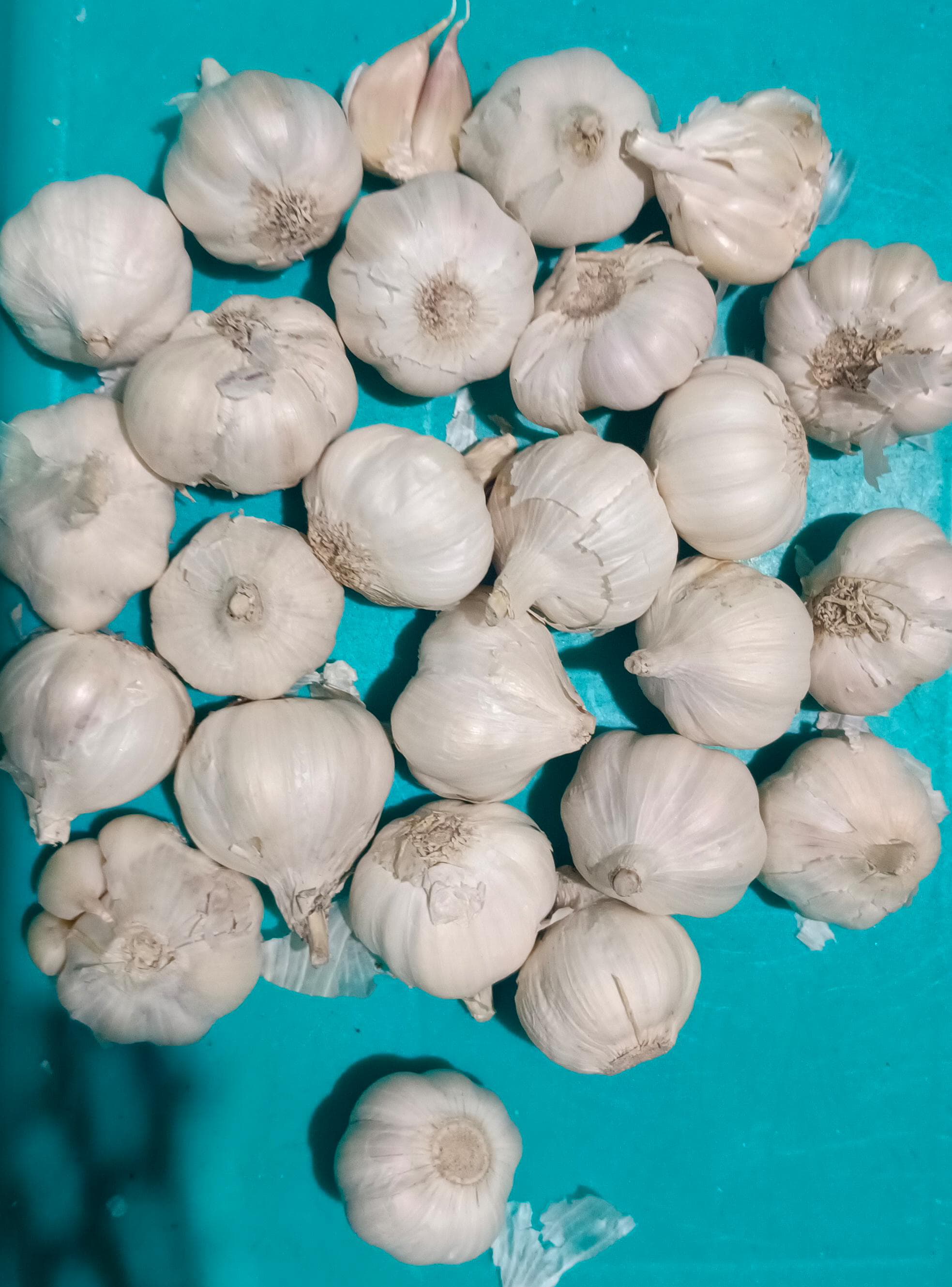 Garlic (Small)