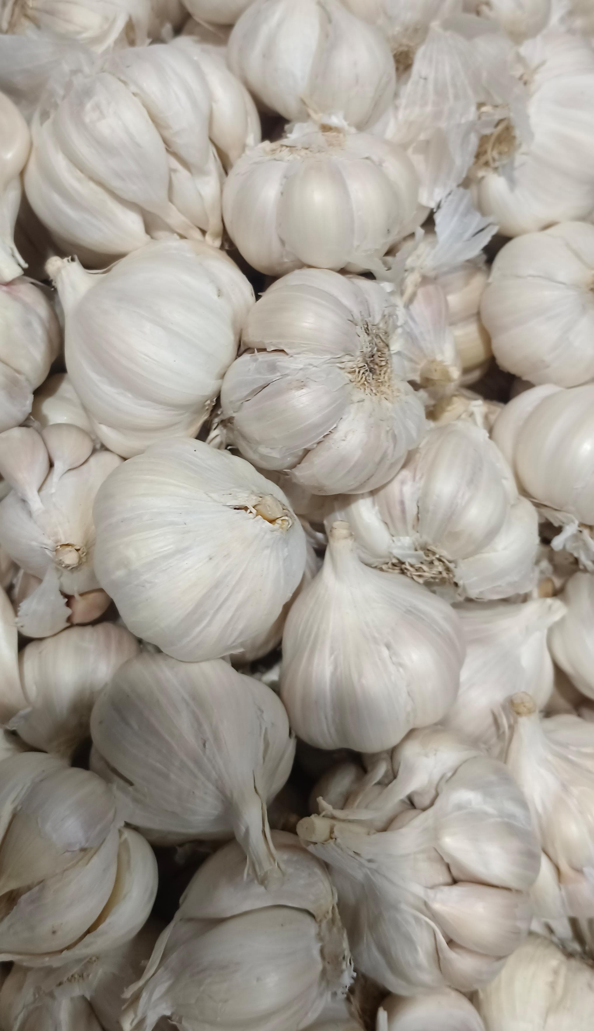 Garlic (Medium)