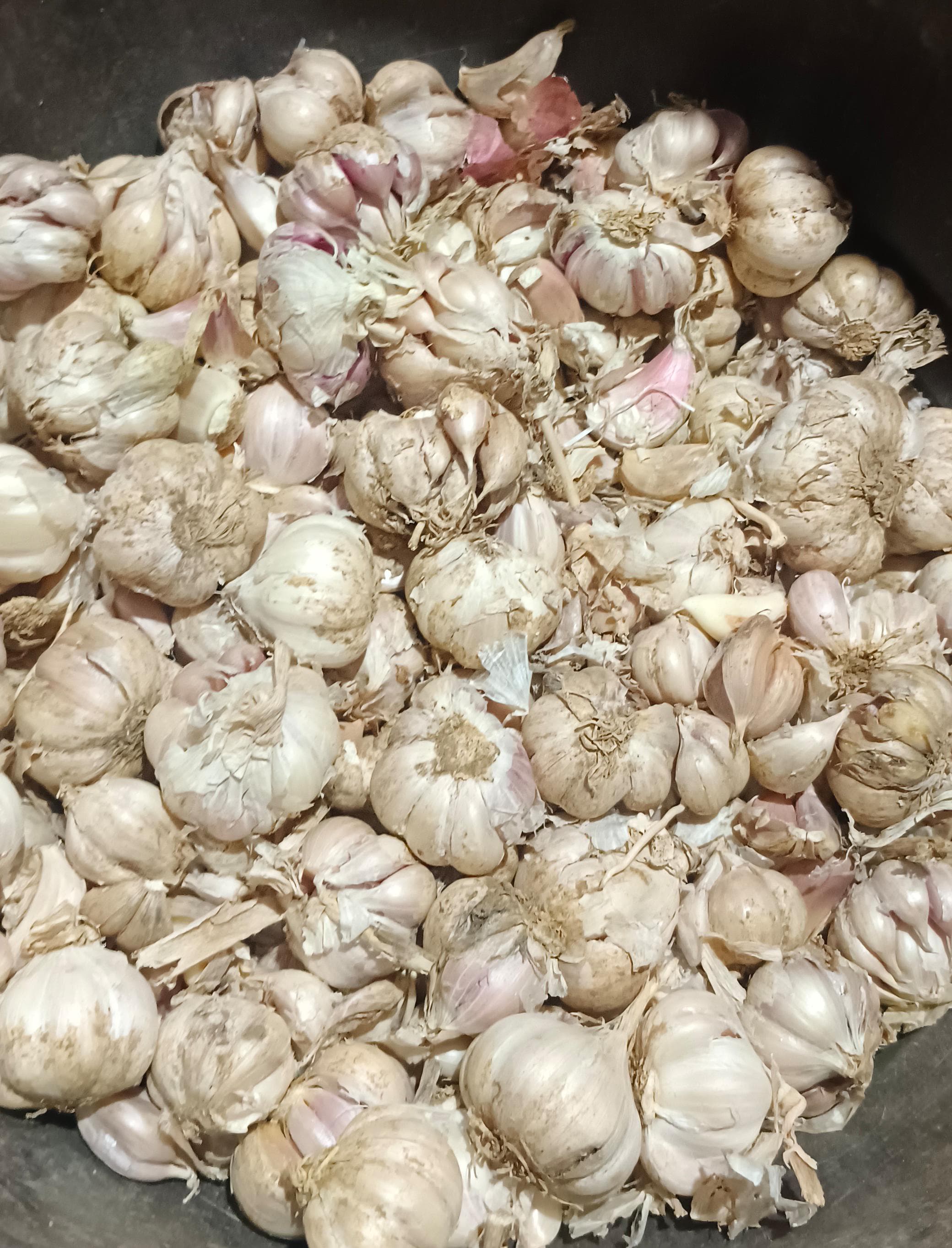 Garlic (Ooty)